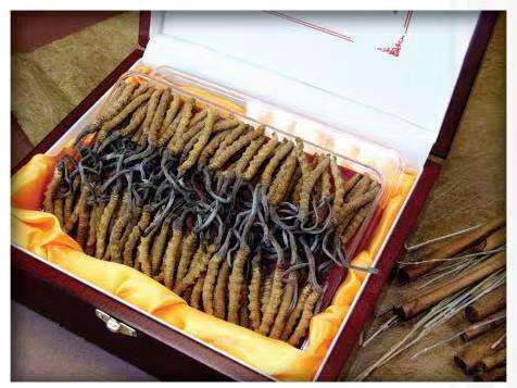 平房冬虫夏草回收